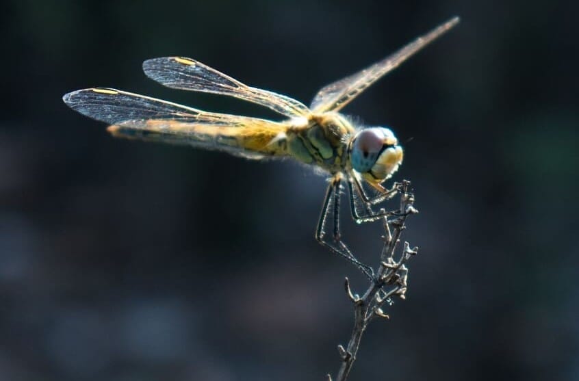 Holi ✨🐞🐛🦎🐐